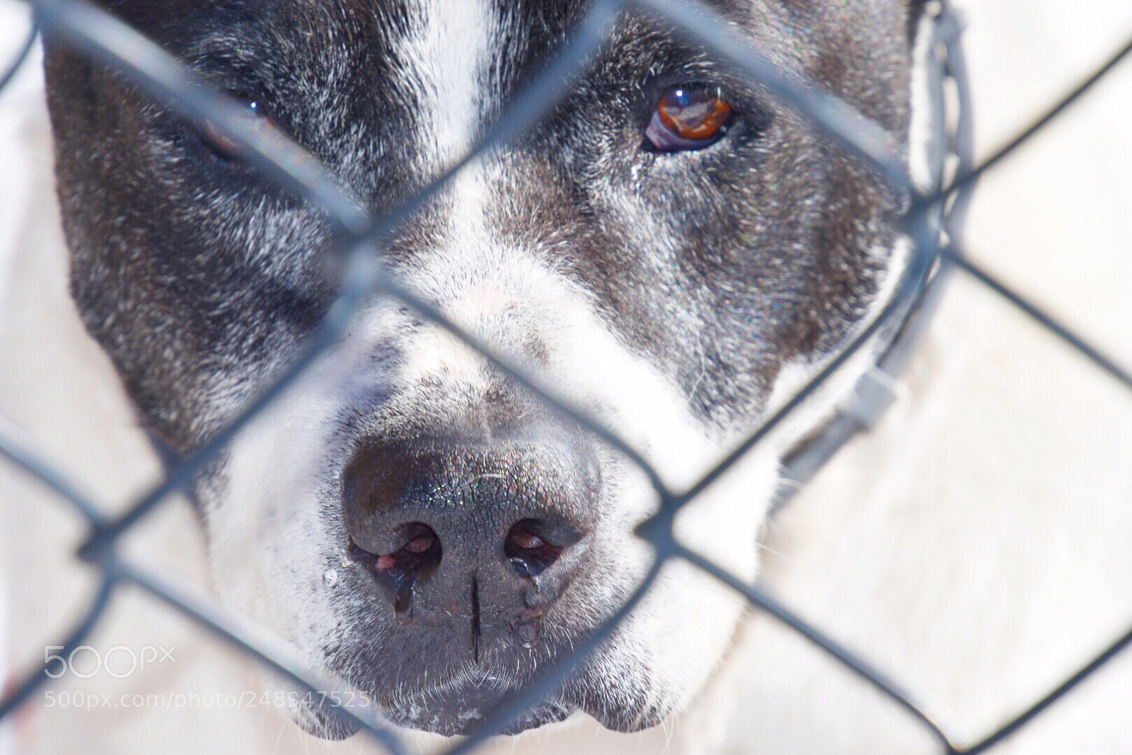 Nikon D5600 sample photo. Brown eye photography