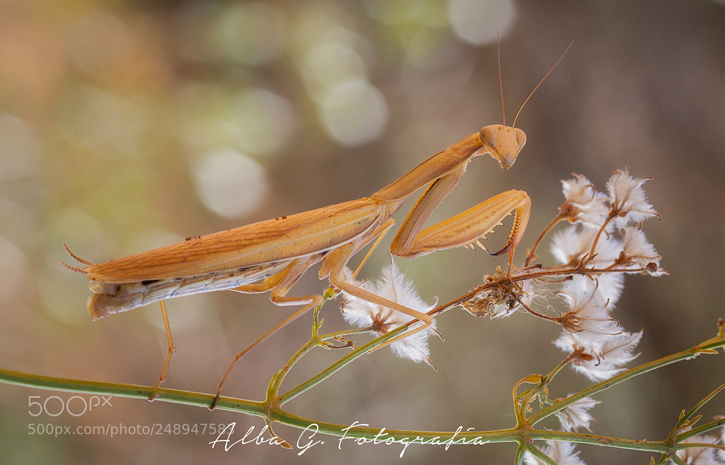 Canon EOS 7D sample photo. Mantis photography