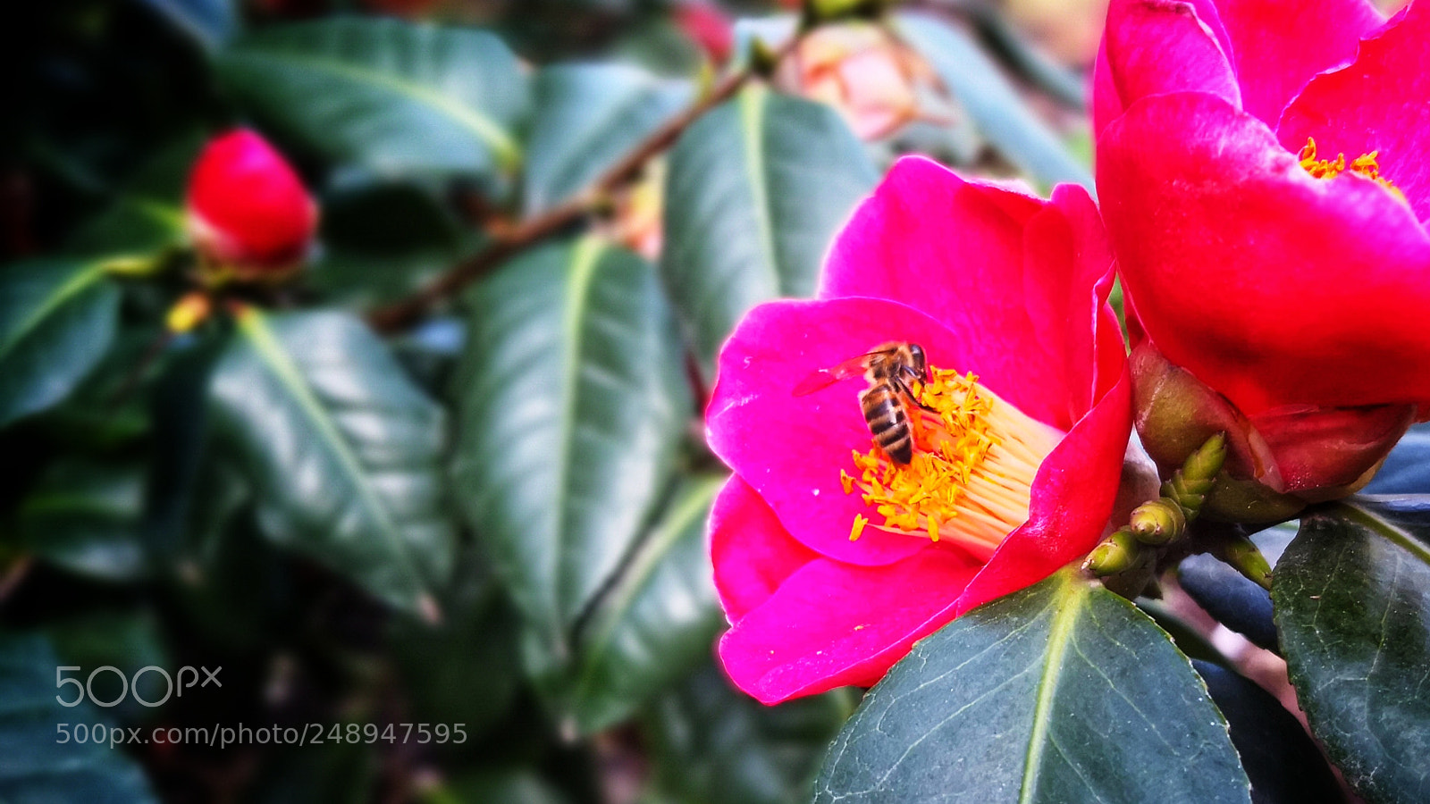 HUAWEI Mate 10 Pro sample photo. Hardworking photography