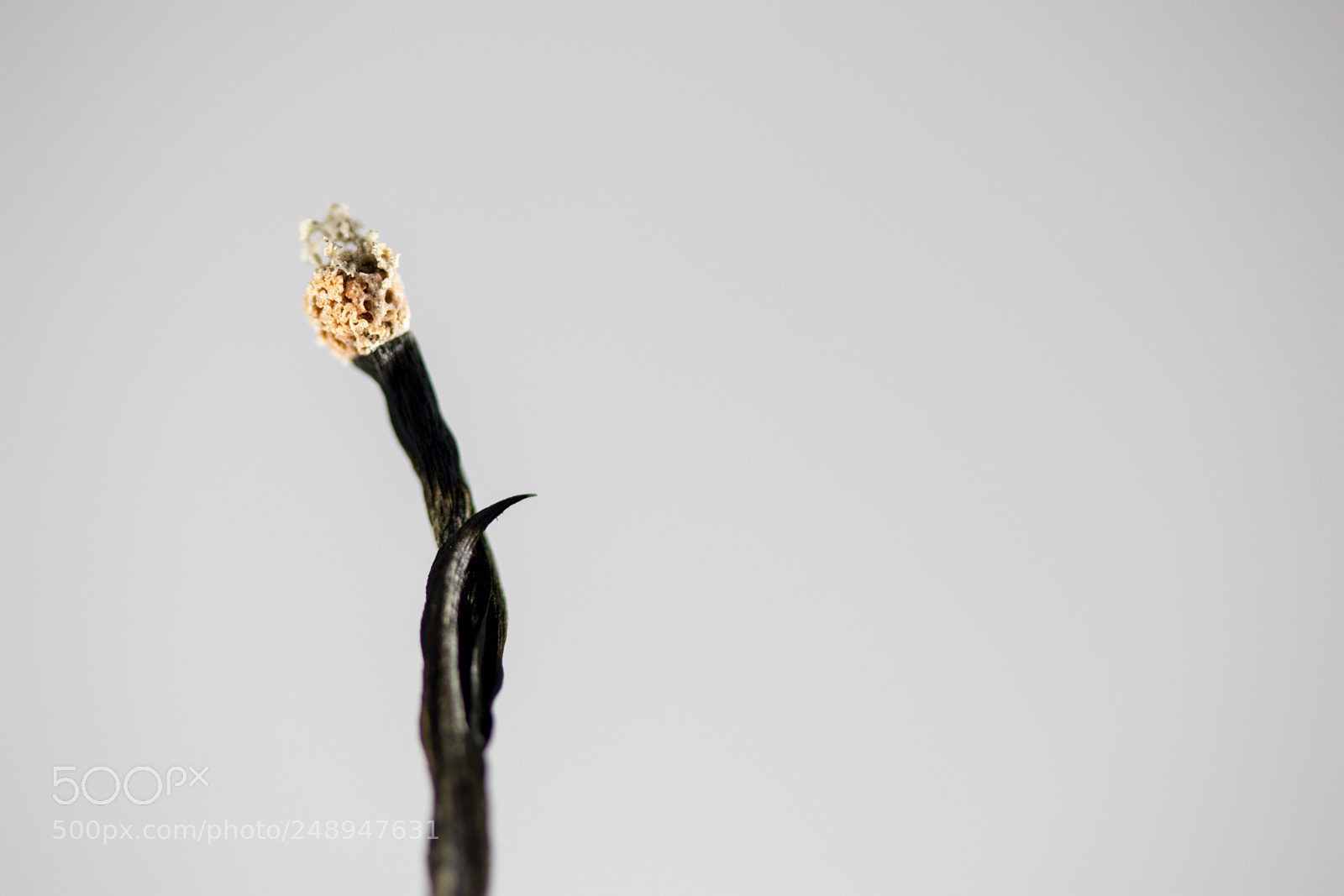 Canon EOS 77D (EOS 9000D / EOS 770D) sample photo. Burnt match photography