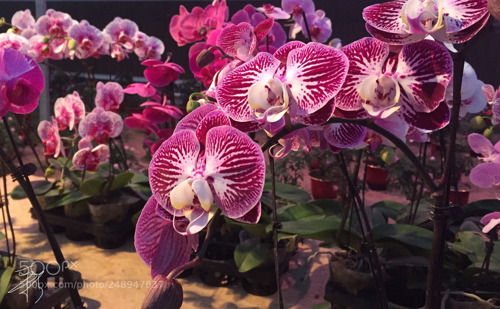 Apple iPhone 6 sample photo. 蝴蝶兰 photography