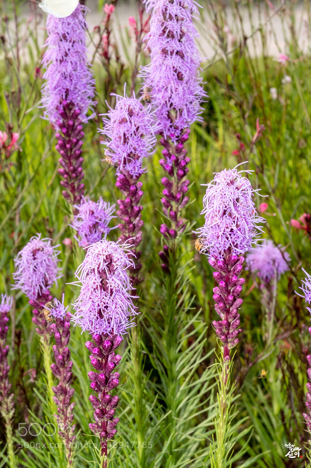 Fujifilm X-T2 sample photo. Bottle brush?? photography