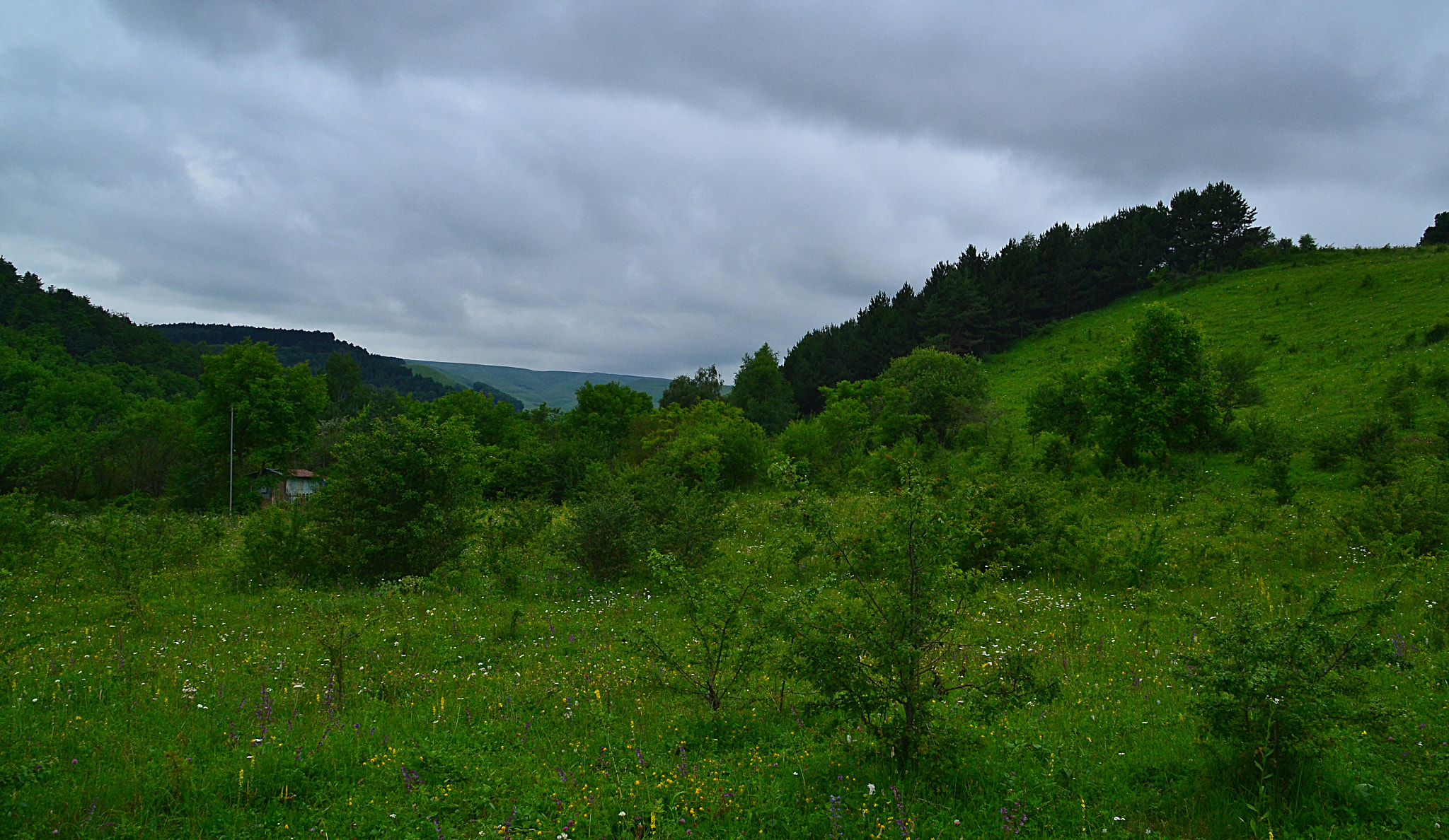 Nikon D3100 sample photo. Expanding bush photography