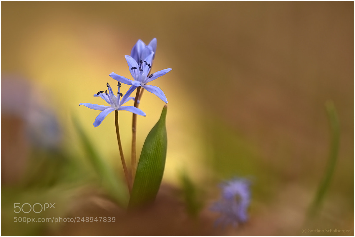 Nikon D7200 sample photo. Scilla bifolia photography