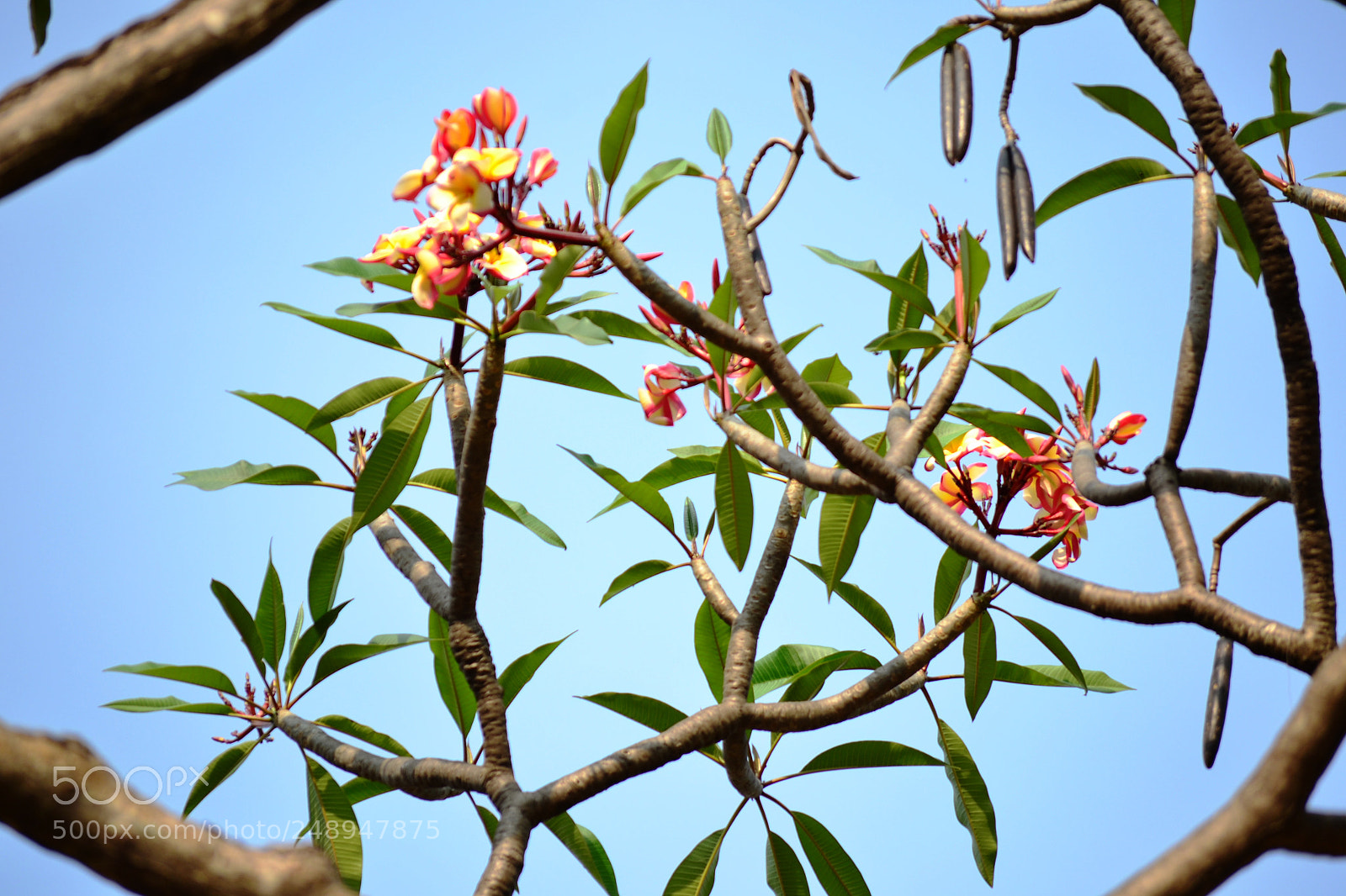 Nikon D3100 sample photo. An evening walk in photography