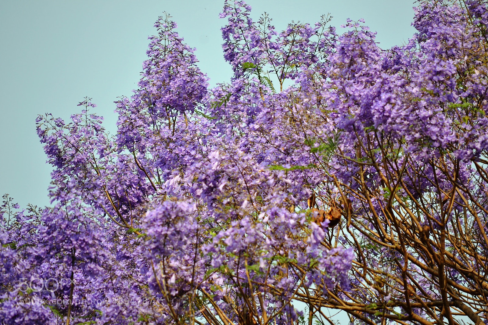 Nikon D3100 sample photo. An evening walk in photography