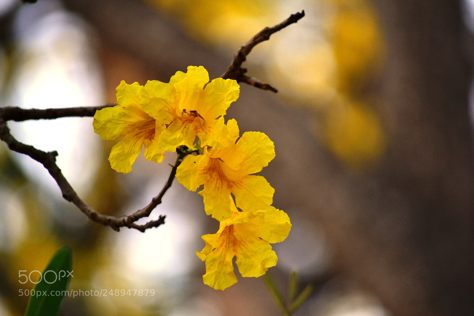 Nikon D3100 sample photo. An evening walk in photography