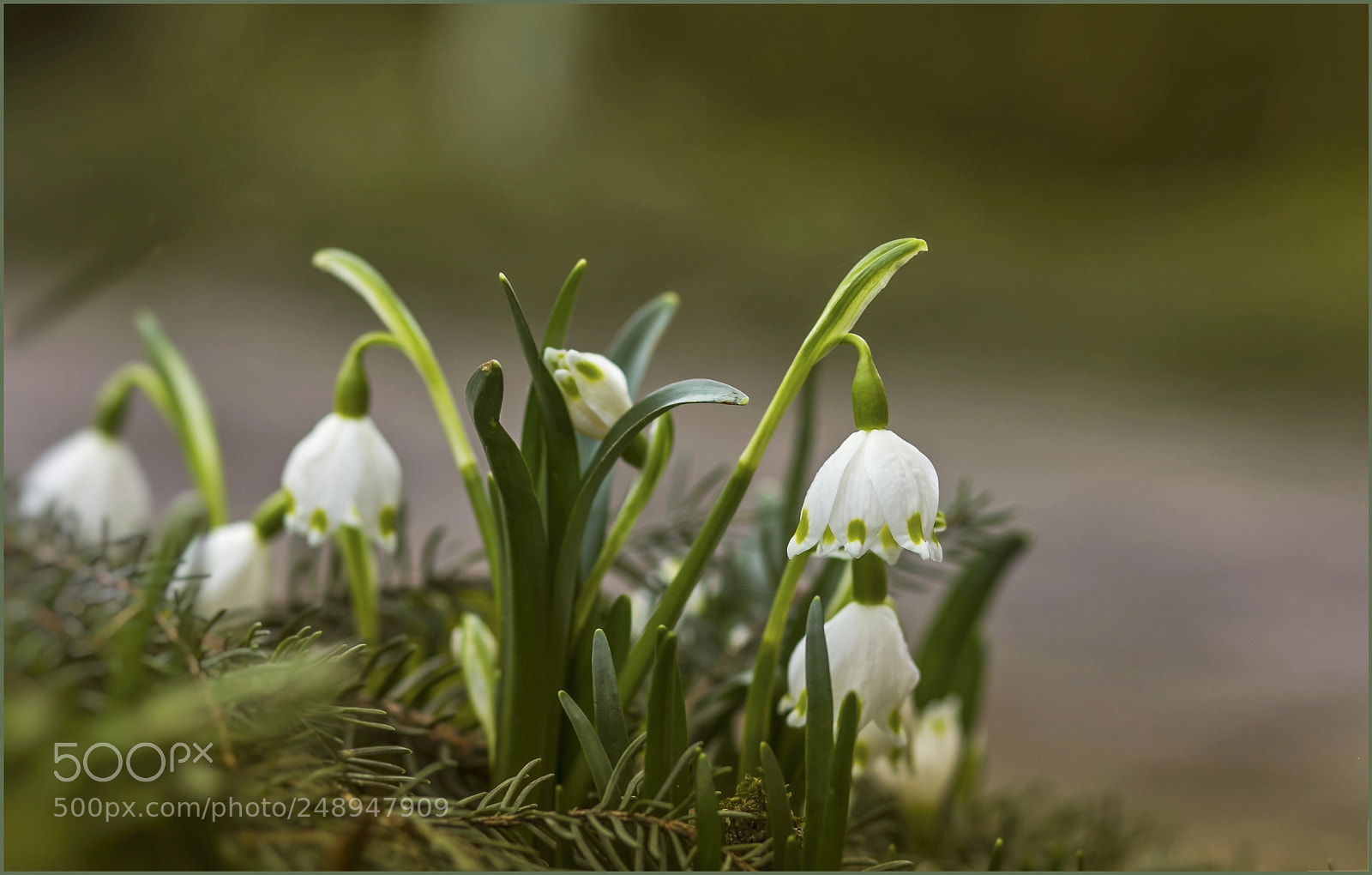 Canon EOS 60D sample photo. Märzenbecher photography