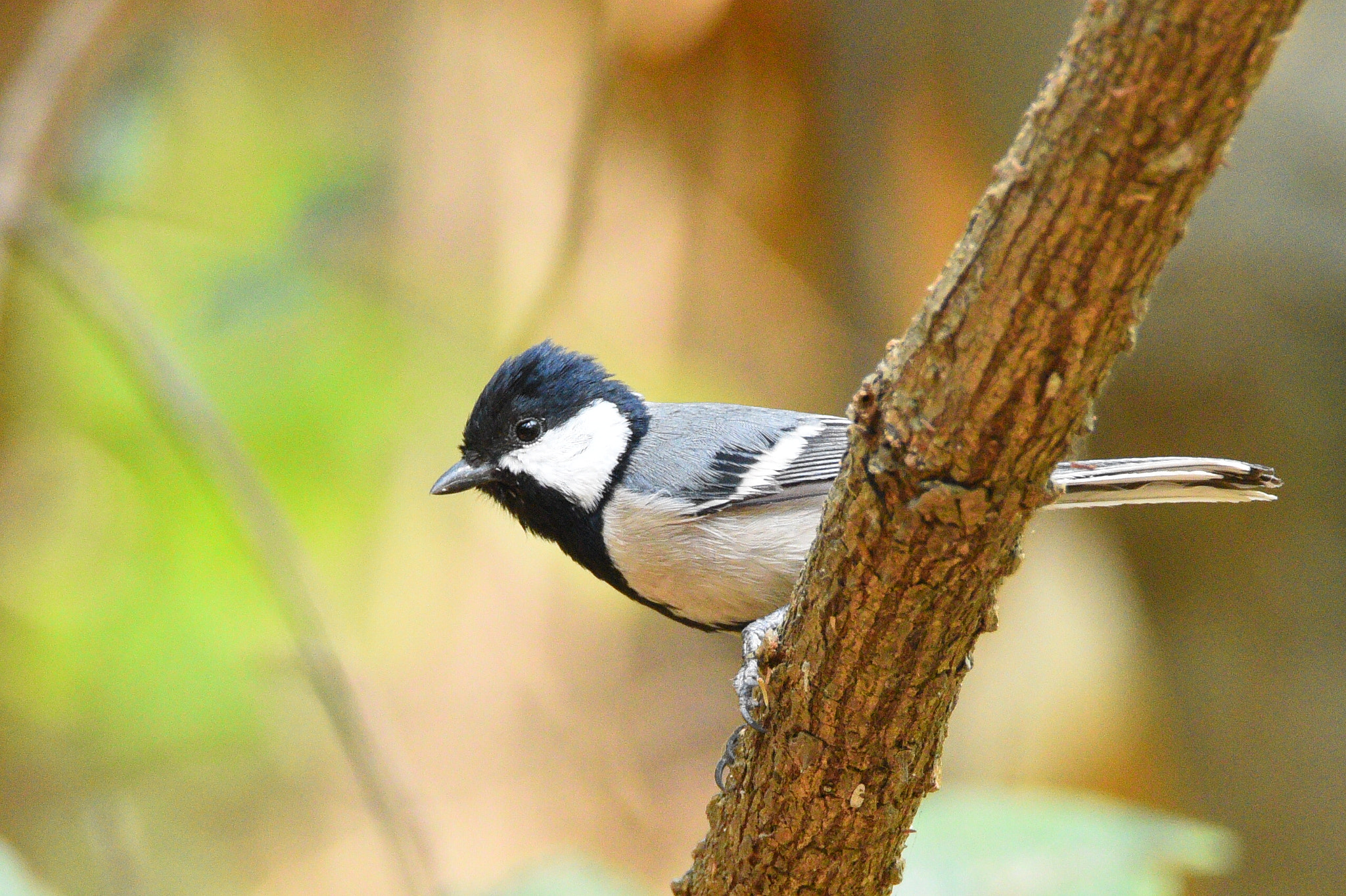 Nikon D810 sample photo. Grey tit photography