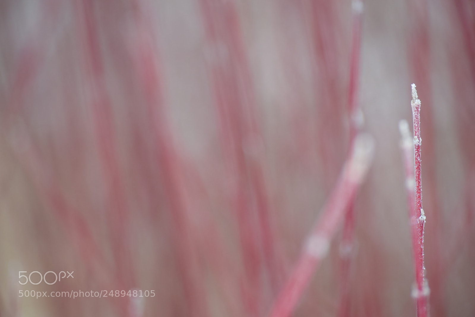 Nikon D3300 sample photo. Red mist photography