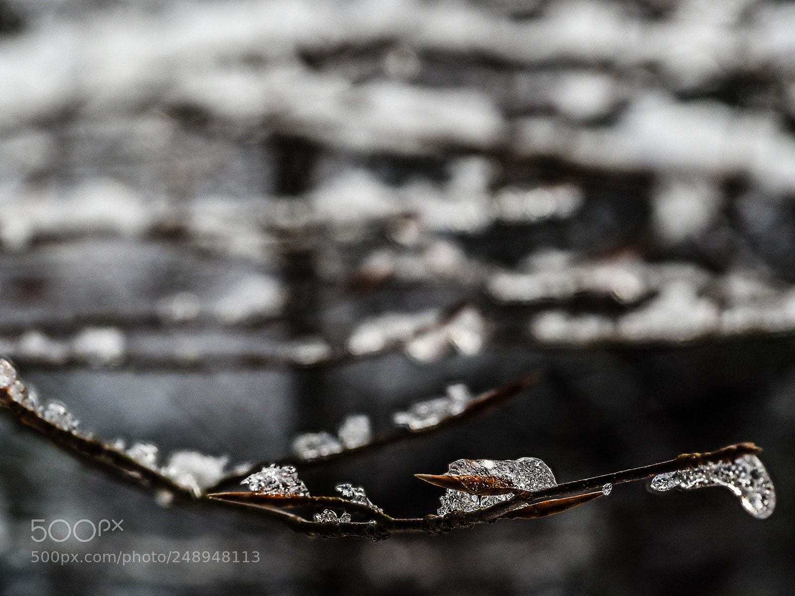 Olympus OM-D E-M1 sample photo. Twig ice 2 photography