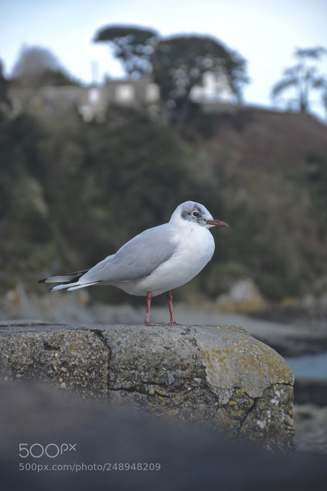 Nikon D5200 sample photo. Cancale photography
