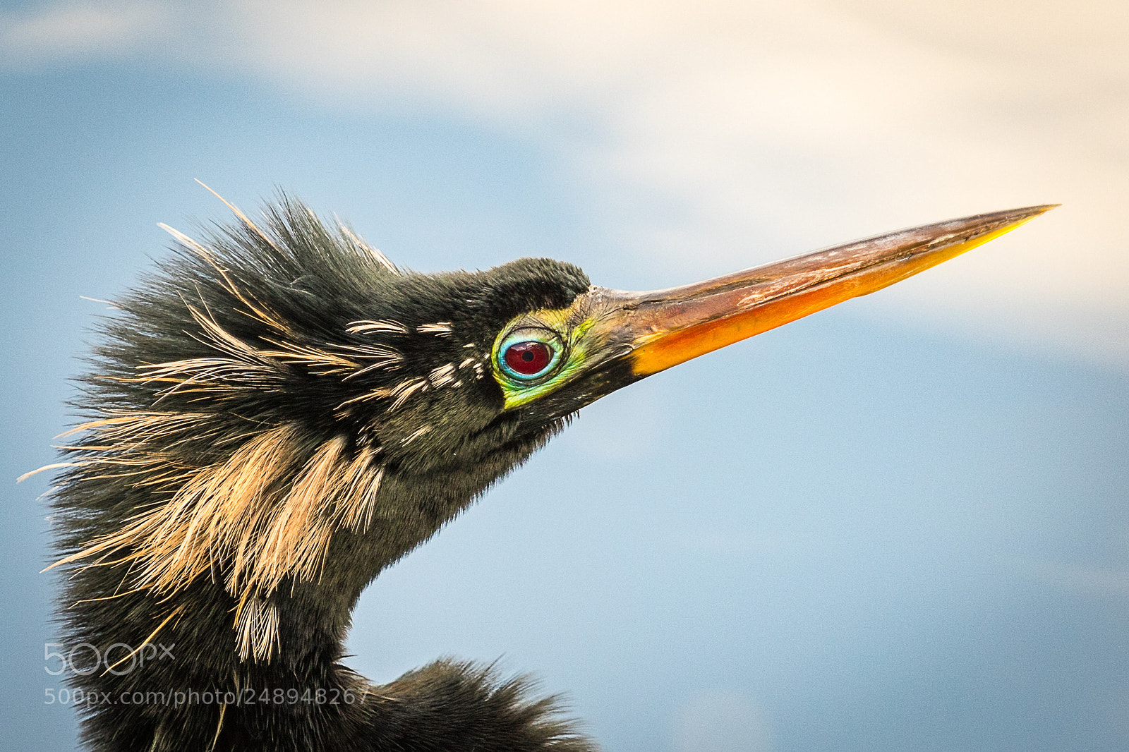 Canon EOS 7D Mark II sample photo. Anhinga photography