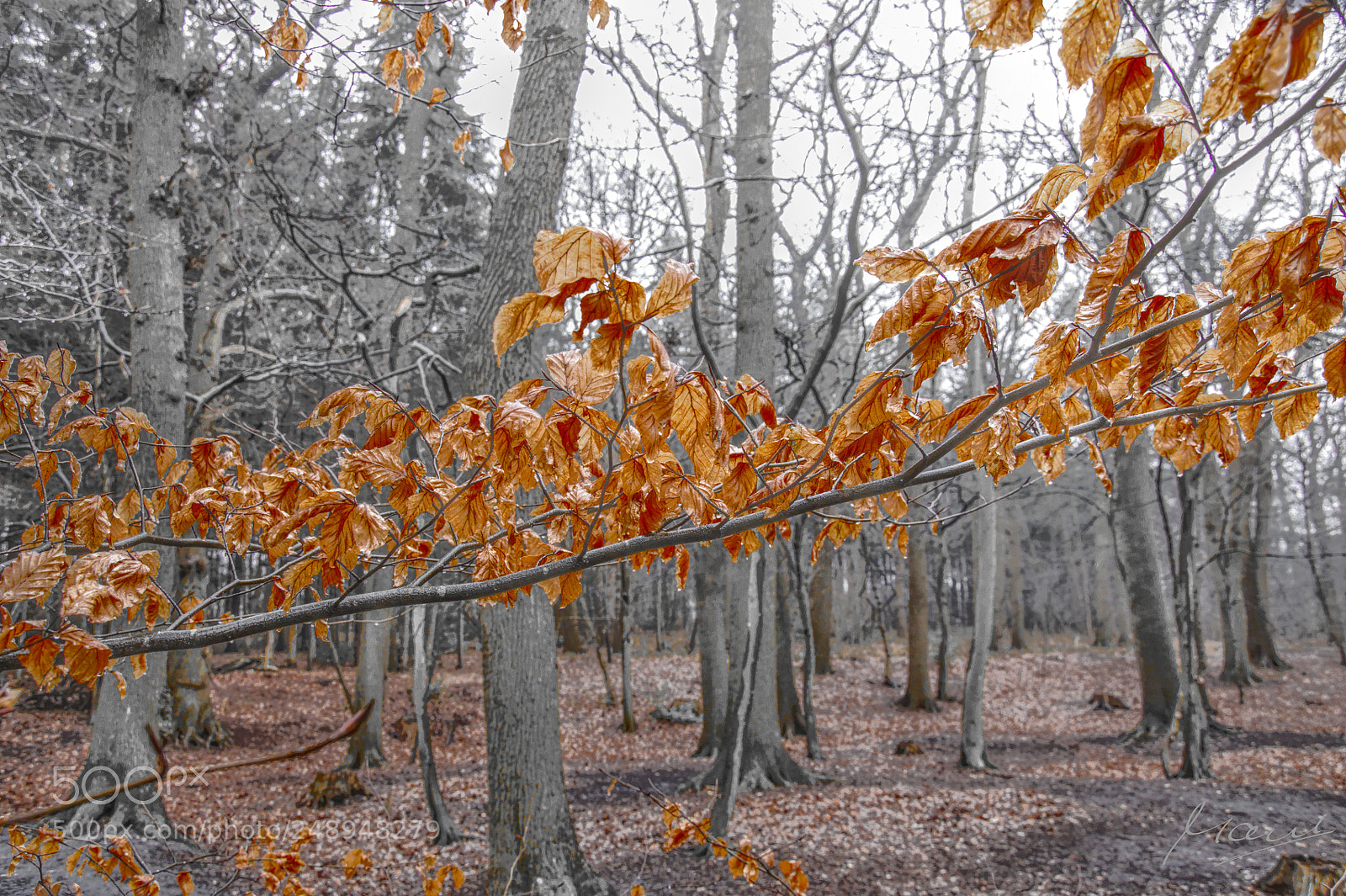Nikon D90 sample photo. The remaining colors ... photography