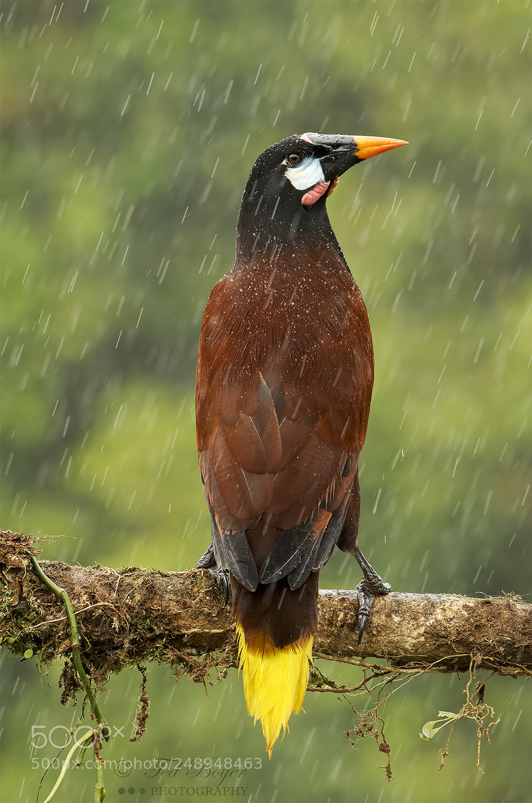 Nikon D500 sample photo. Montezuma oropendola photography