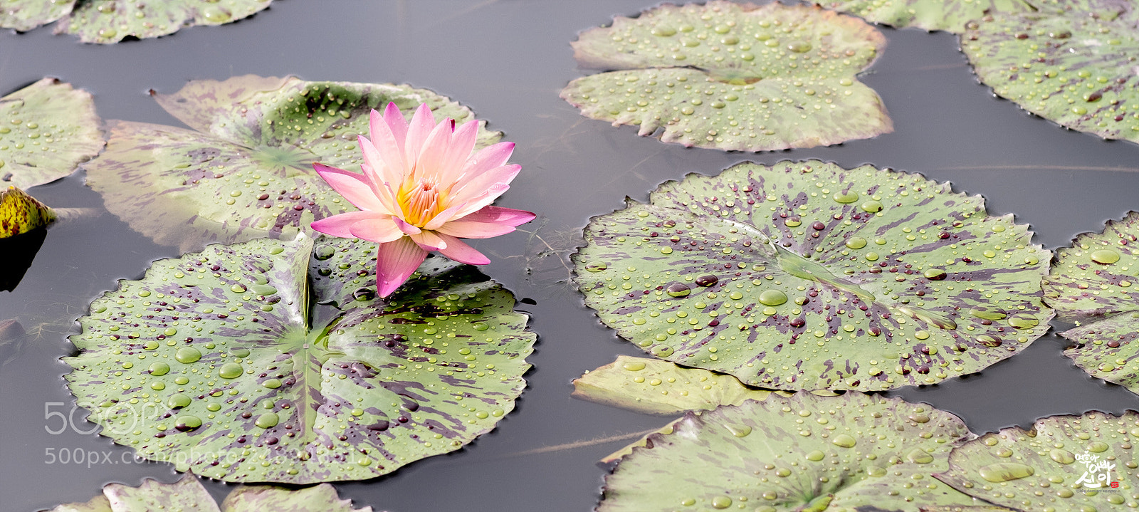 Fujifilm X-T2 sample photo. Water lily photography