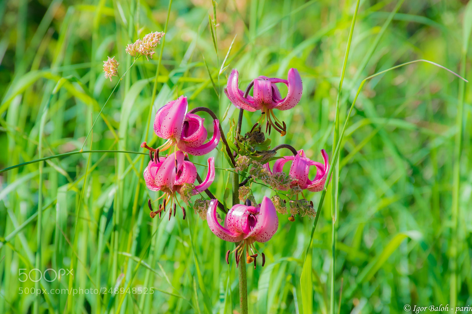 Nikon D5500 sample photo. Flowers photography