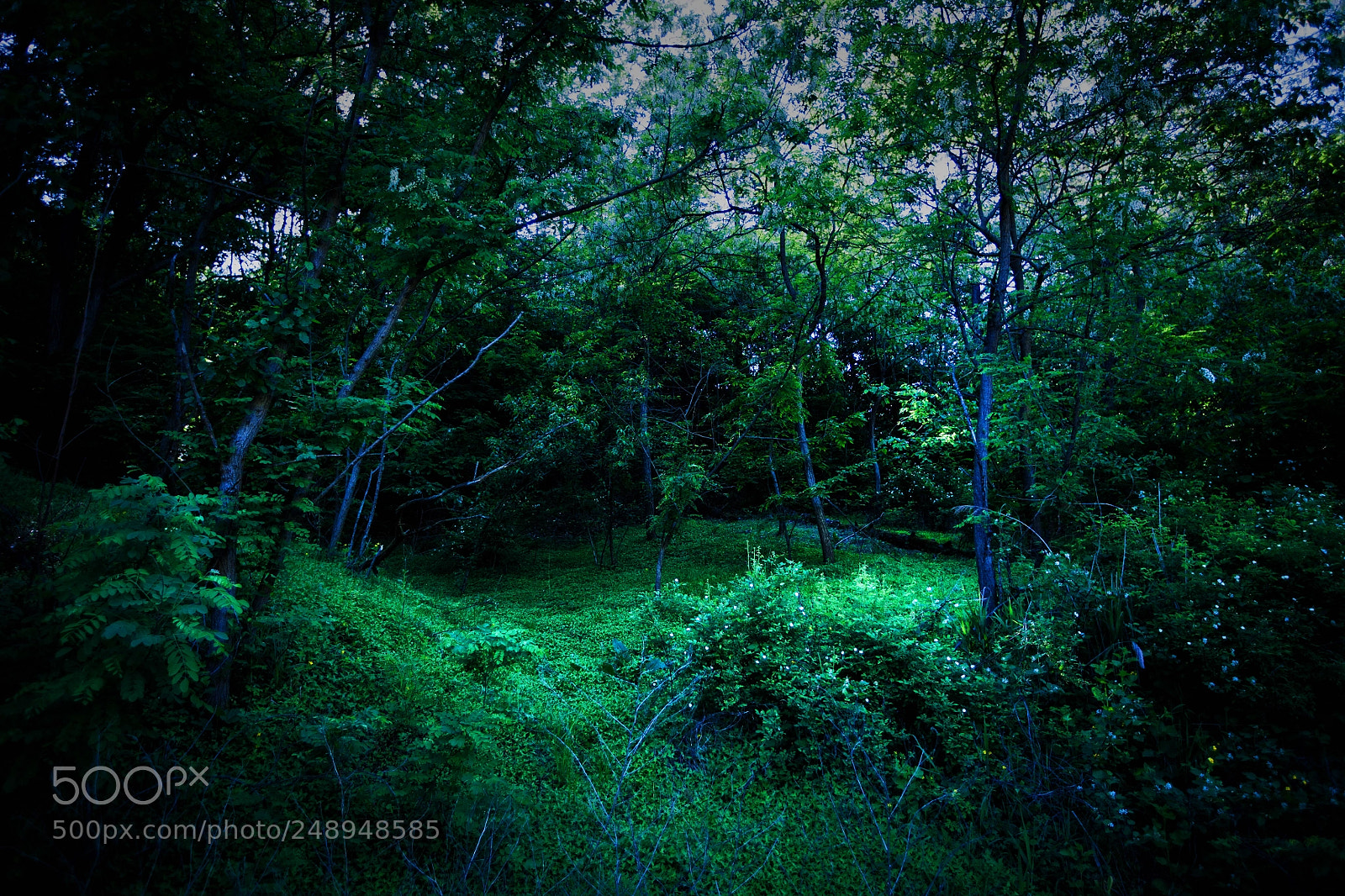 Canon EOS 5D sample photo. Forest photography