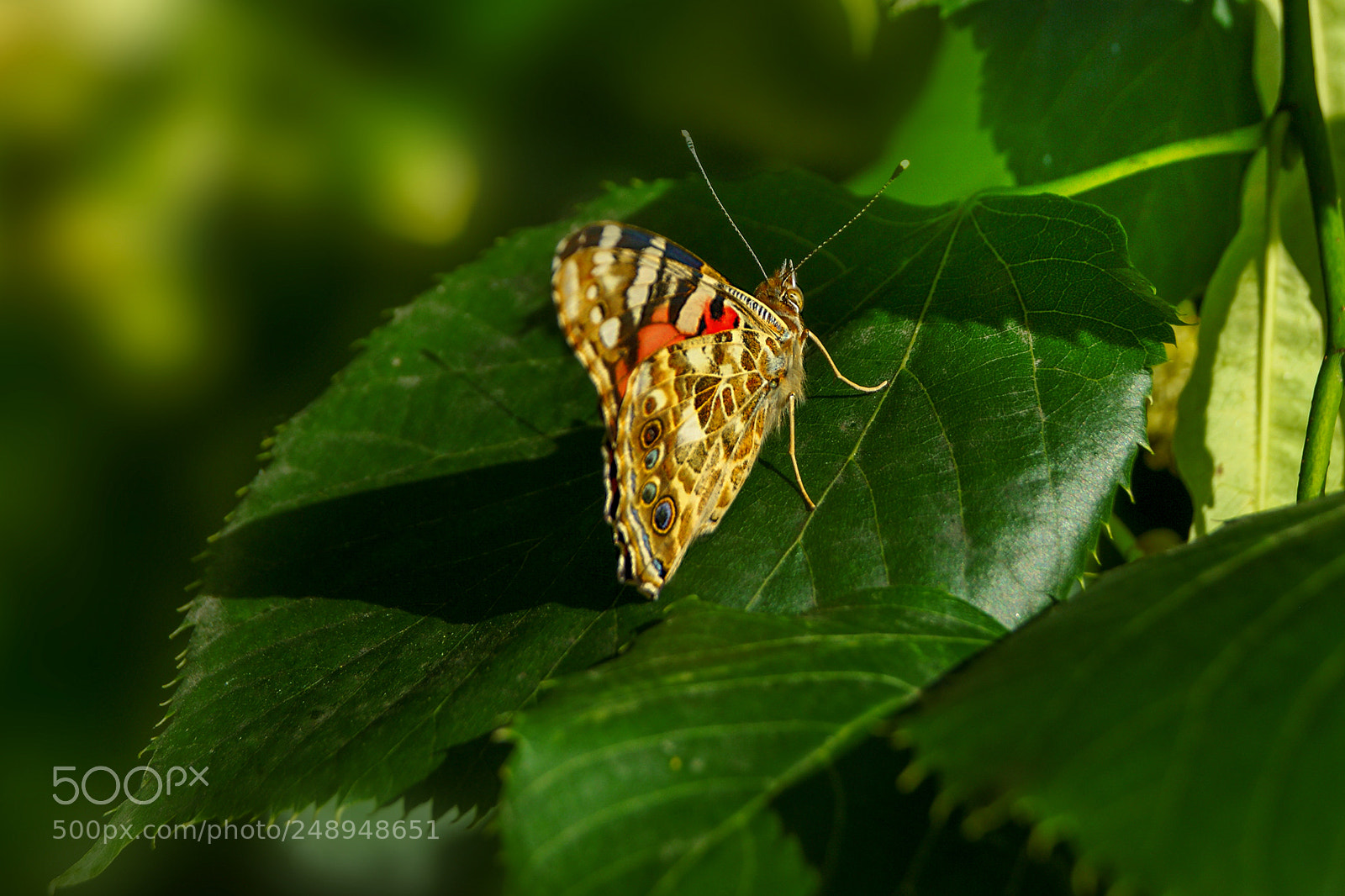 Sony Alpha DSLR-A290 sample photo. Butterfly photography