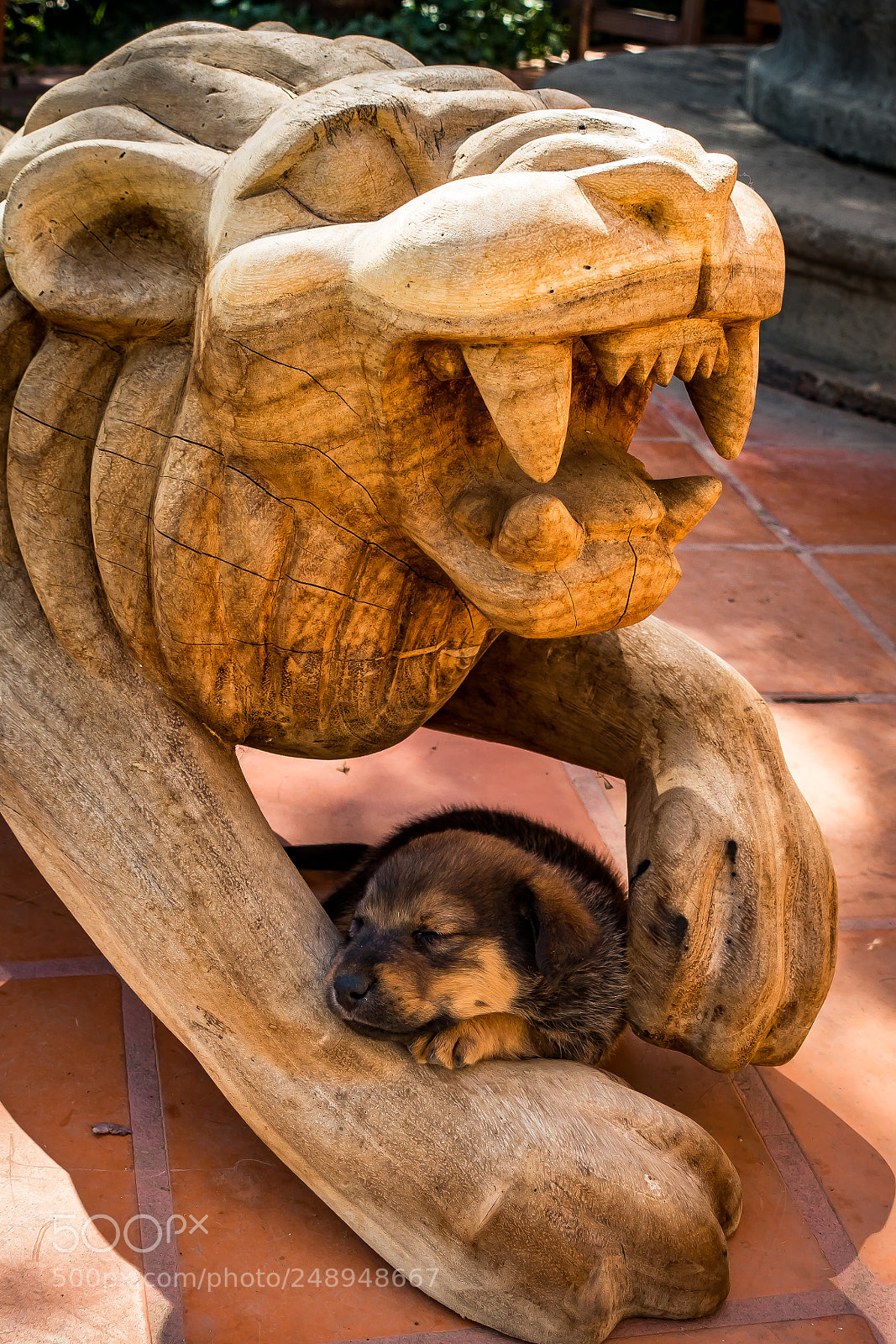 Sony Cyber-shot DSC-RX100 III sample photo. The lion laid down photography