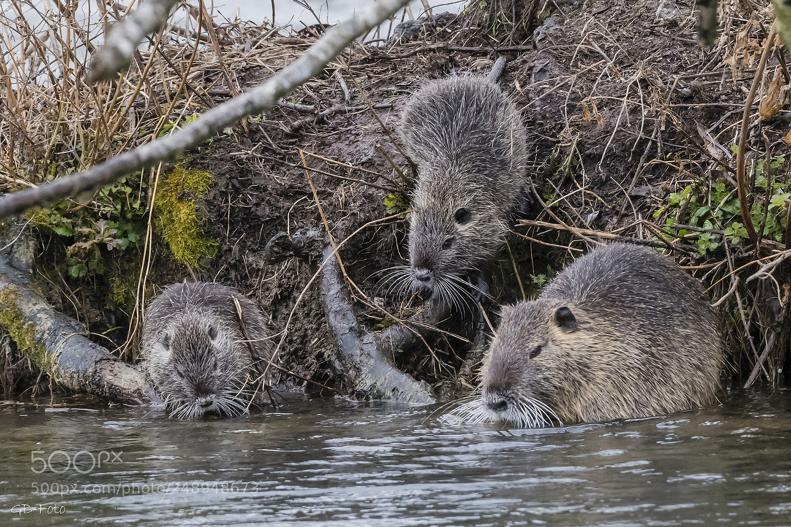 Nikon D500 sample photo. Nutria-familie photography