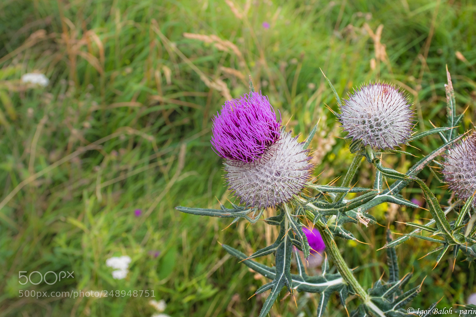 Nikon D5500 sample photo. Flower photography