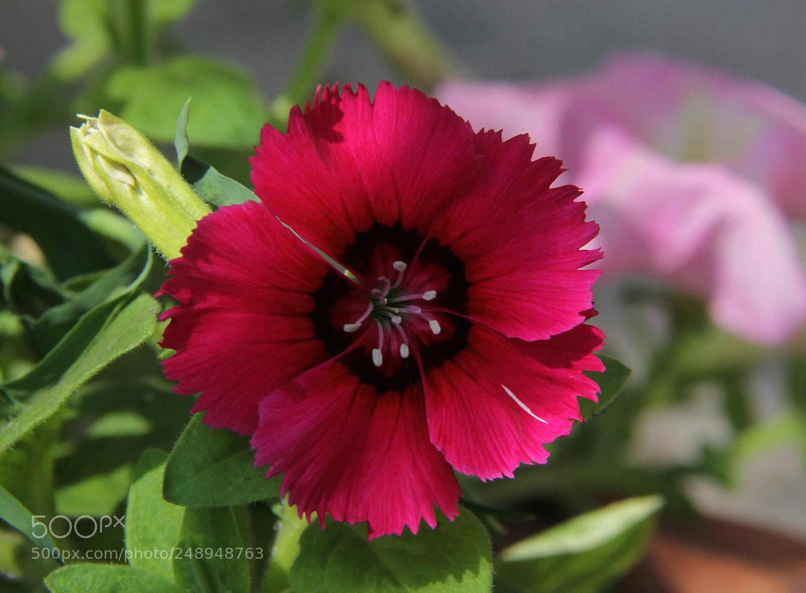 Canon EOS 60D sample photo. Flower photography