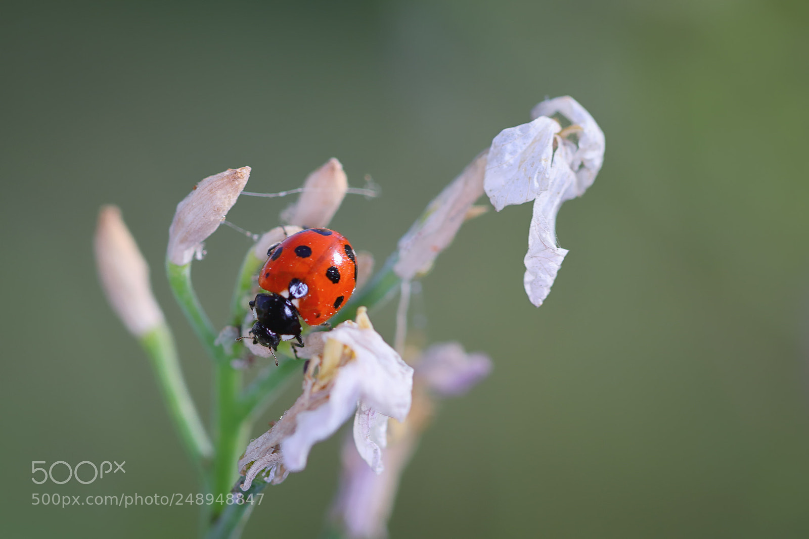 Canon EOS 7D Mark II sample photo. Ladybug photography