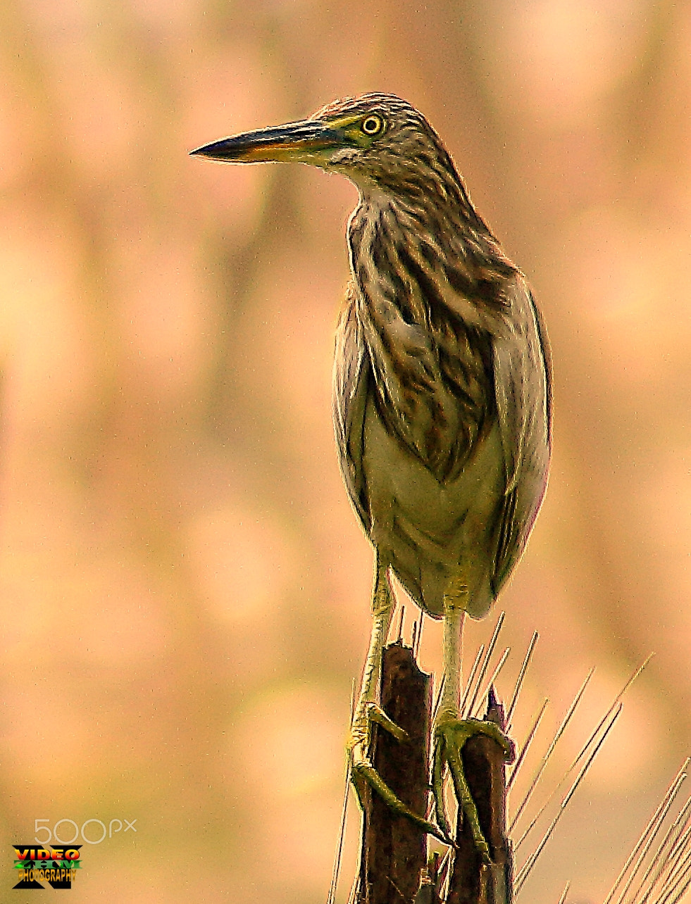 Canon EOS 700D (EOS Rebel T5i / EOS Kiss X7i) sample photo. Heron photography