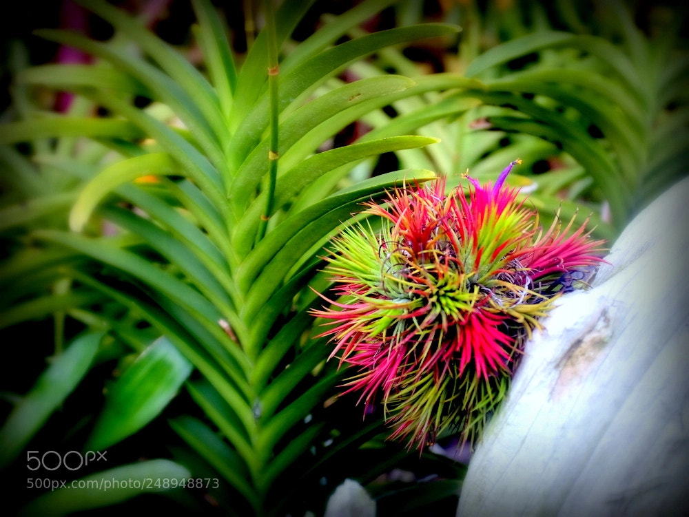 Fujifilm X100S sample photo. Airplant photography