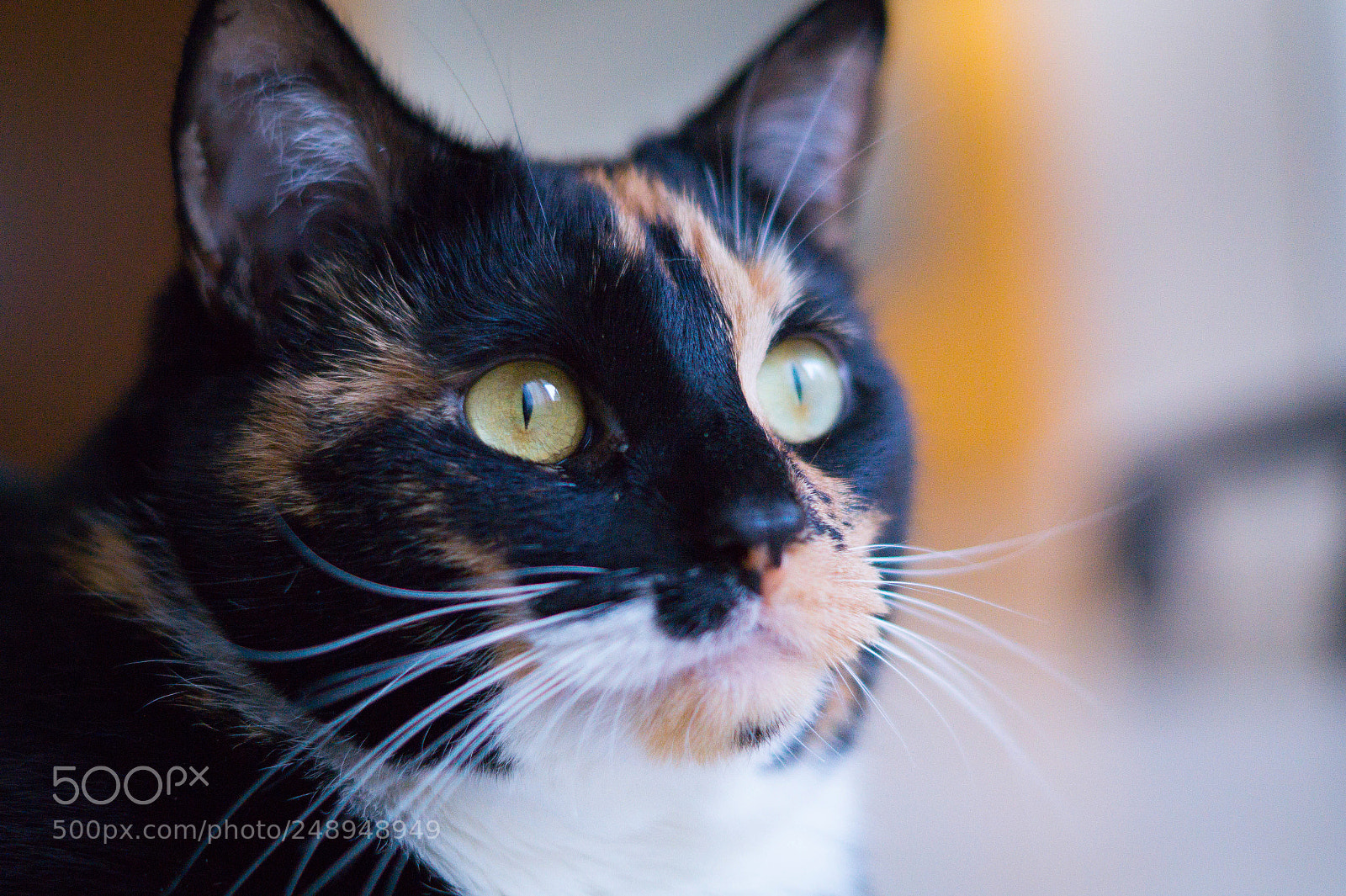Sony SLT-A58 sample photo. Attentive photography