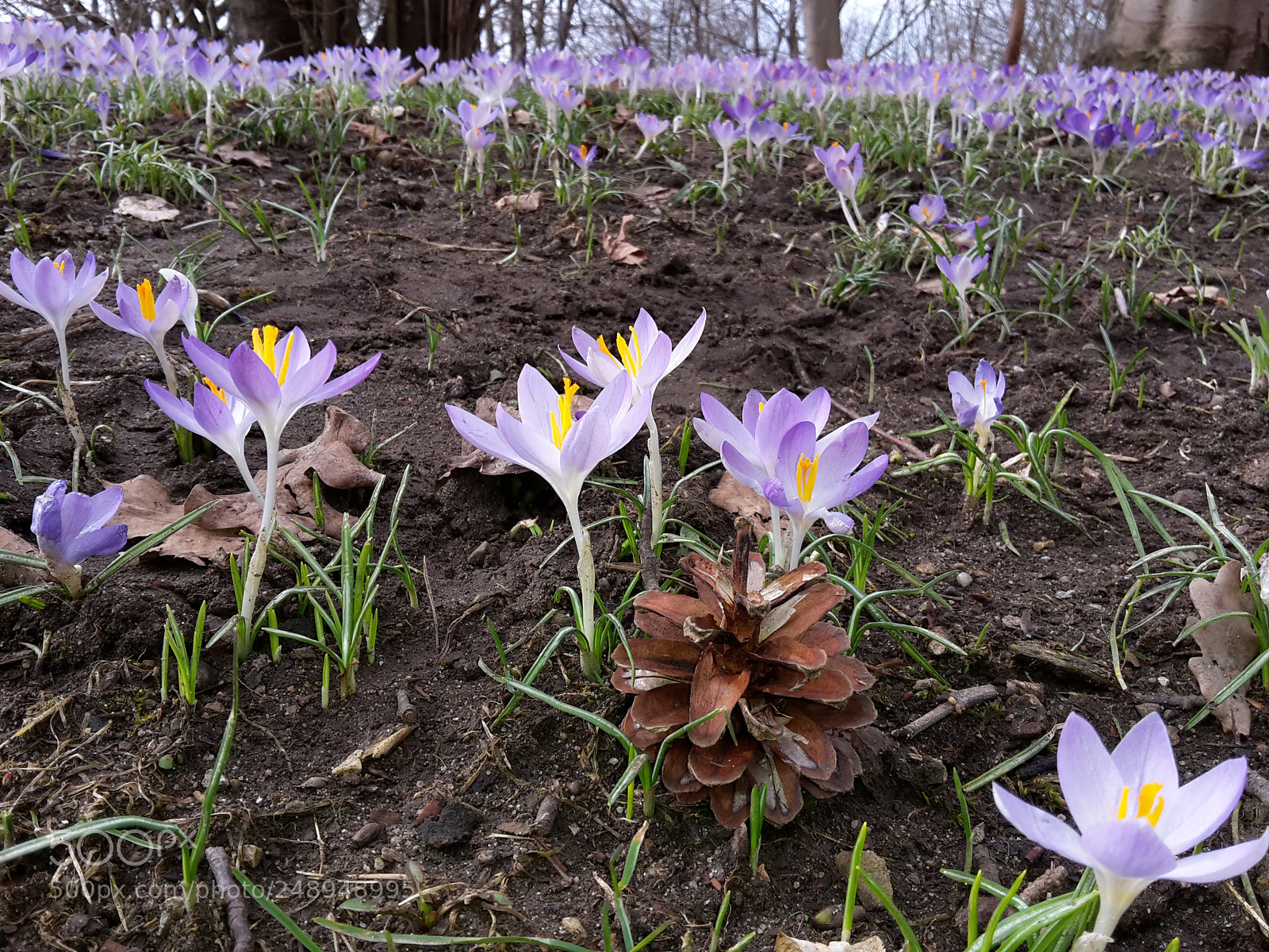 Samsung Galaxy S5 Mini sample photo. ... photography