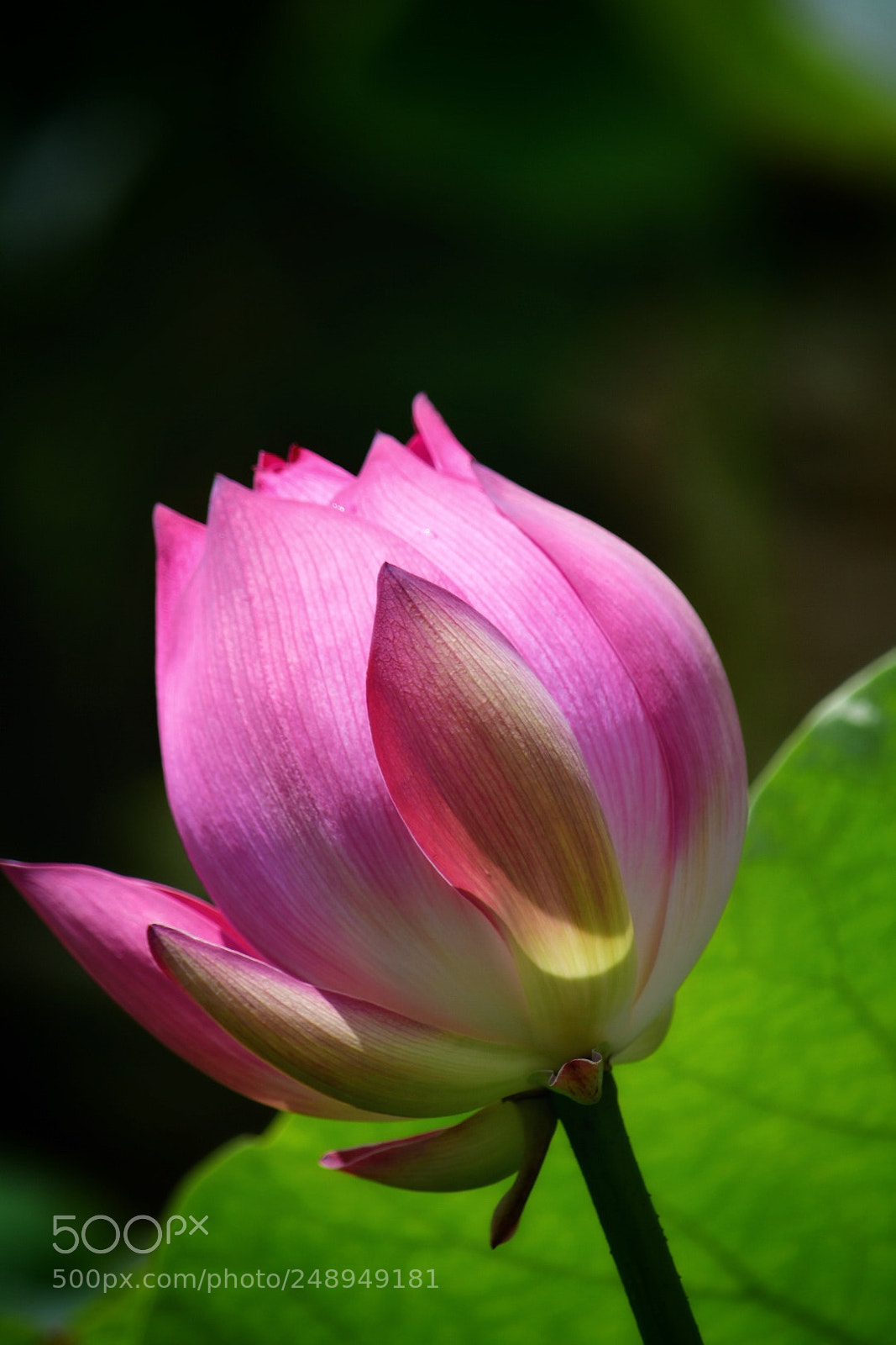 Nikon D7500 sample photo. Lotus 荷花 photography