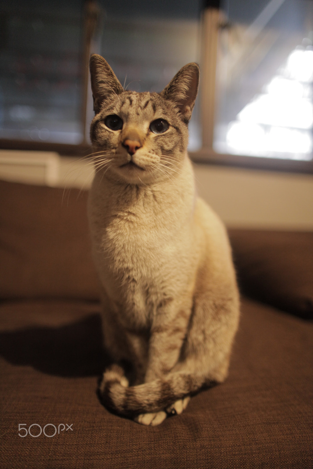 Canon EF 24mm F1.4L II USM sample photo. Cat photography