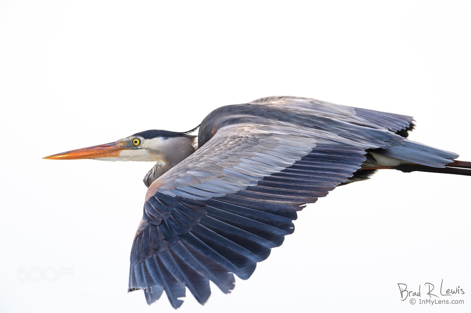 Nikon D5 sample photo. Great blue heron photography