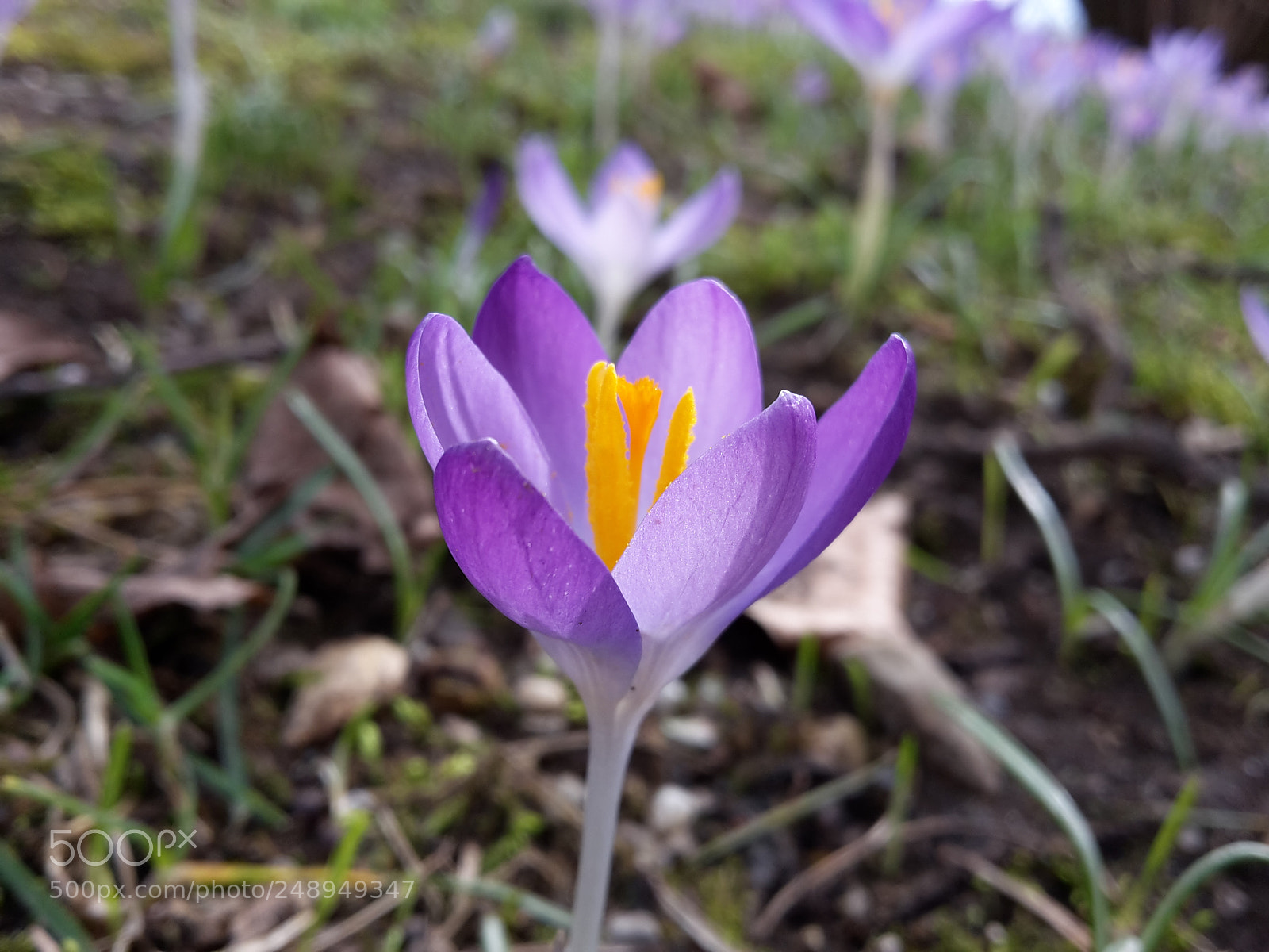Samsung Galaxy S5 Mini sample photo. Bez imena photography