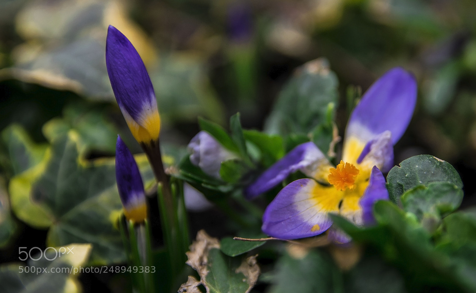 Nikon D3300 sample photo. Spring is coming... photography
