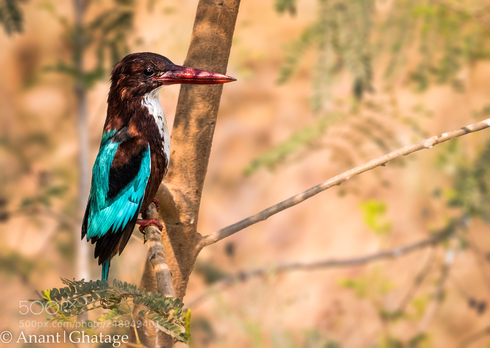 Canon EOS 80D sample photo. Kingfisher! photography