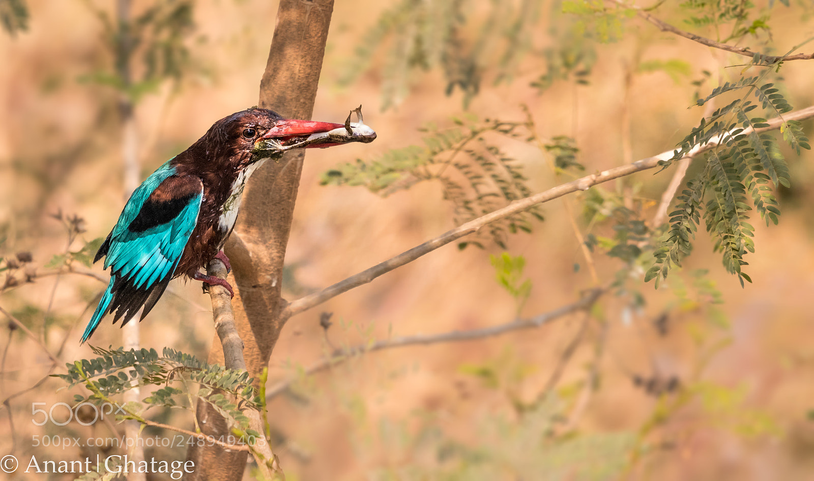 Canon EOS 80D sample photo. Kingfisher! photography