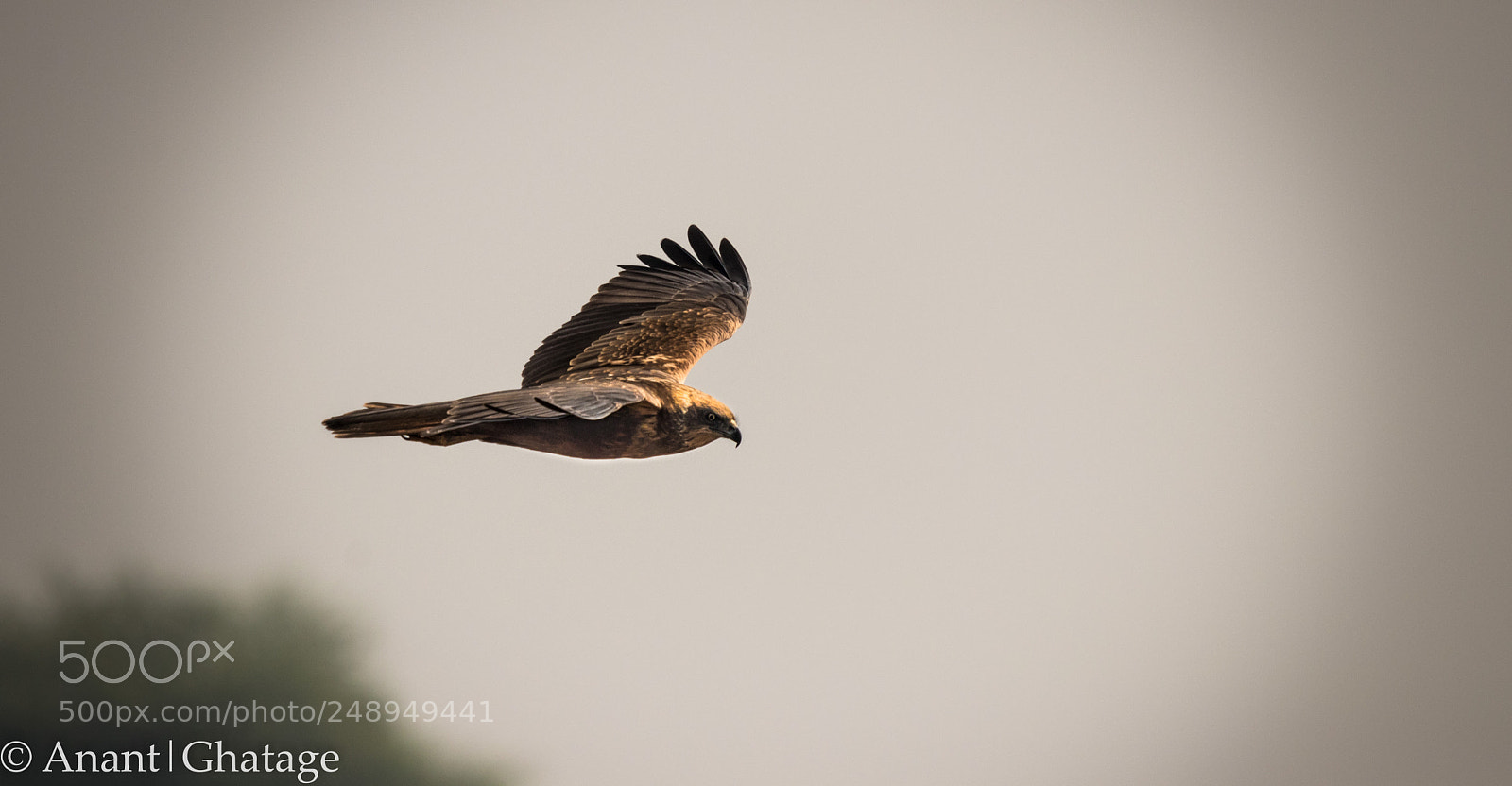 Canon EOS 80D sample photo. Visit to bird sanctuary photography
