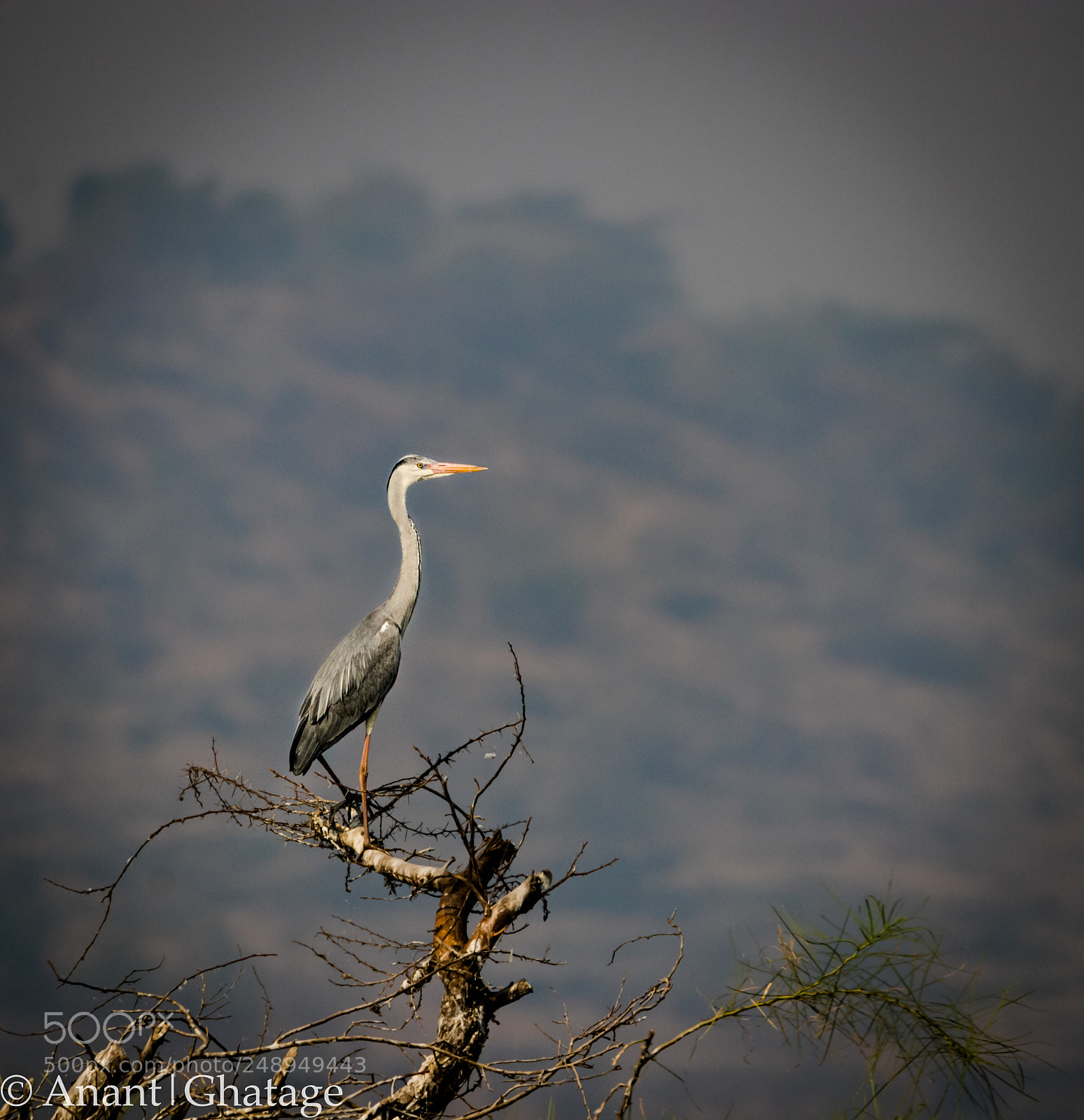 Canon EOS 80D sample photo. Visit to bird sanctuary photography