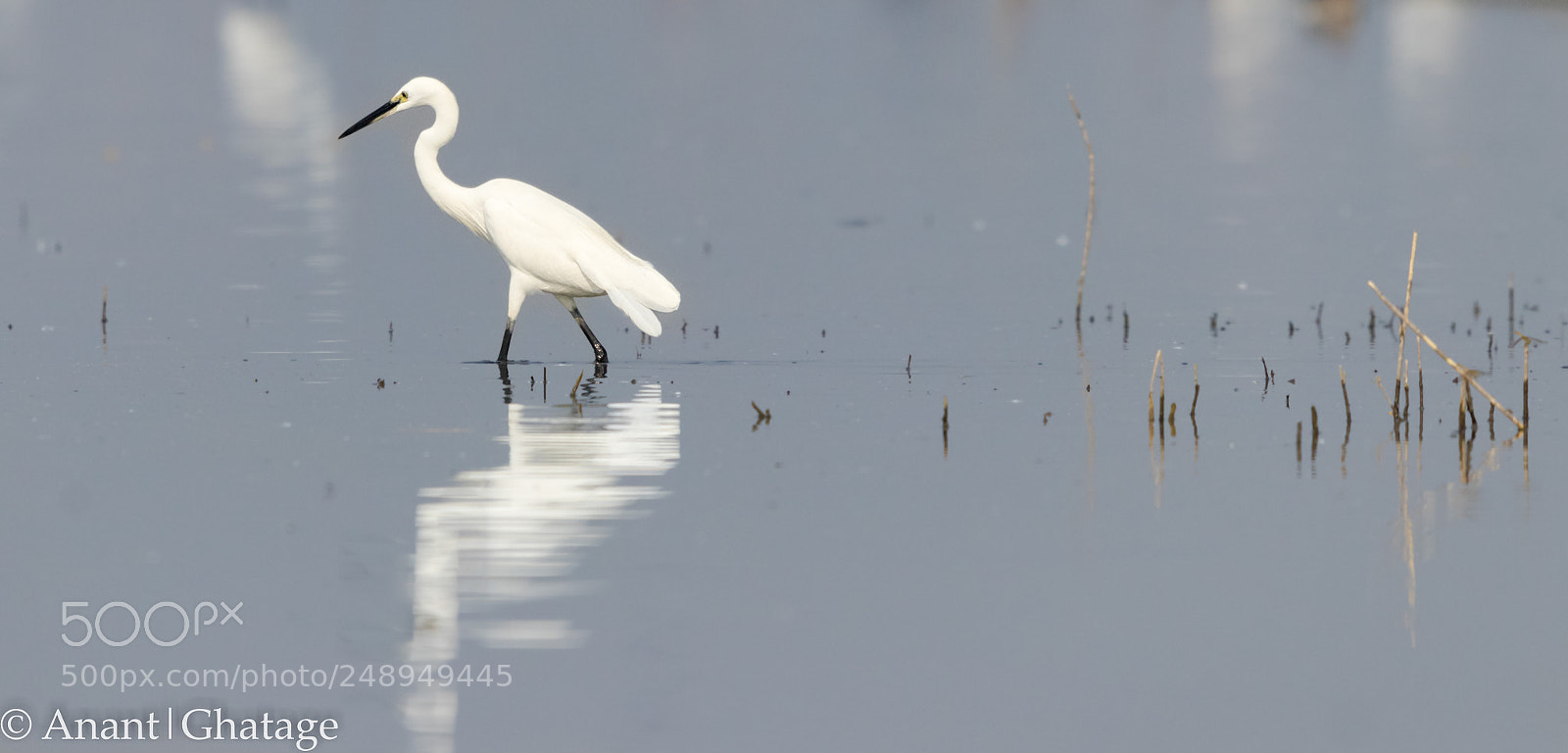 Canon EOS 80D sample photo. Visit to bird sanctuary photography