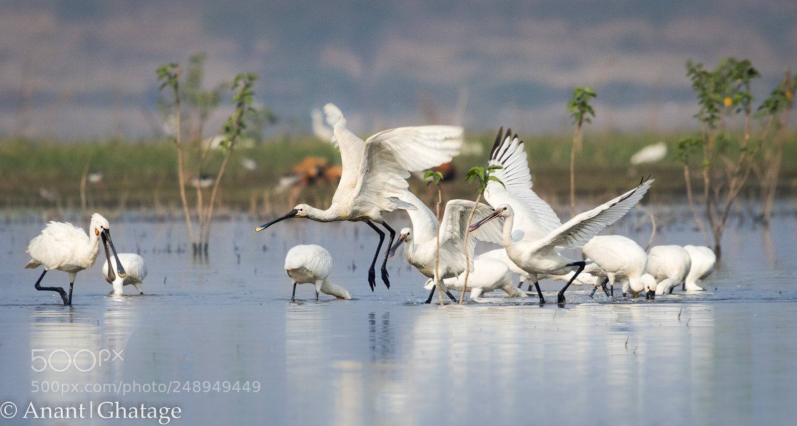 Canon EOS 80D sample photo. Visit to bird sanctuary photography