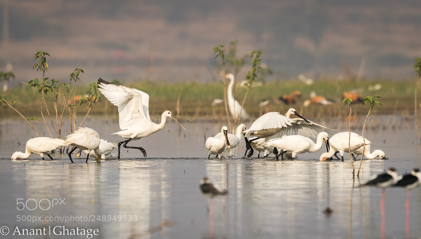 Canon EOS 80D sample photo. Visit to bird sanctuary photography