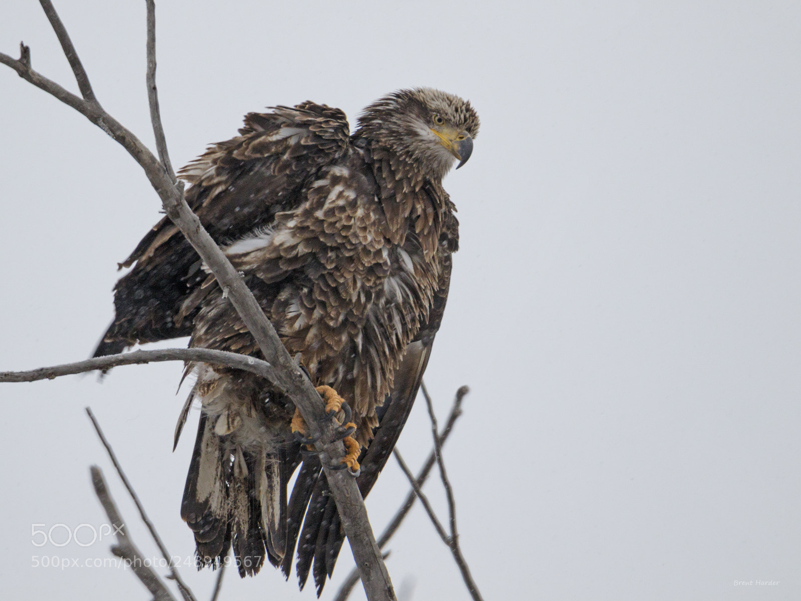 Canon EOS 7D Mark II sample photo. Bald eagle in the photography
