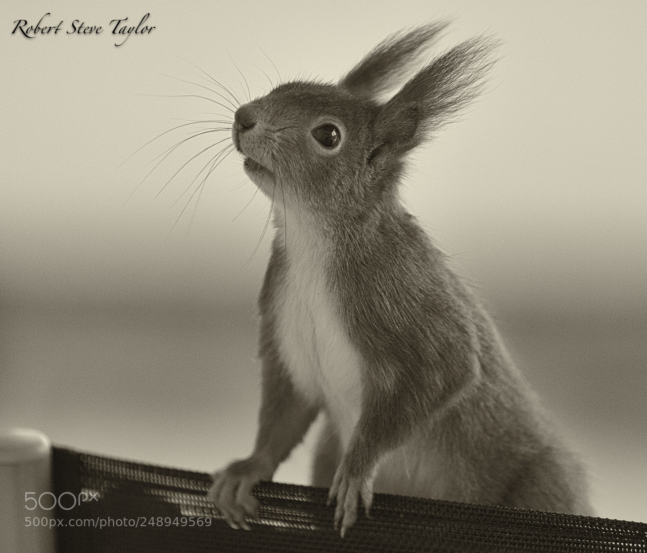Canon EOS 6D Mark II sample photo. Hello, i'm just visiting! photography
