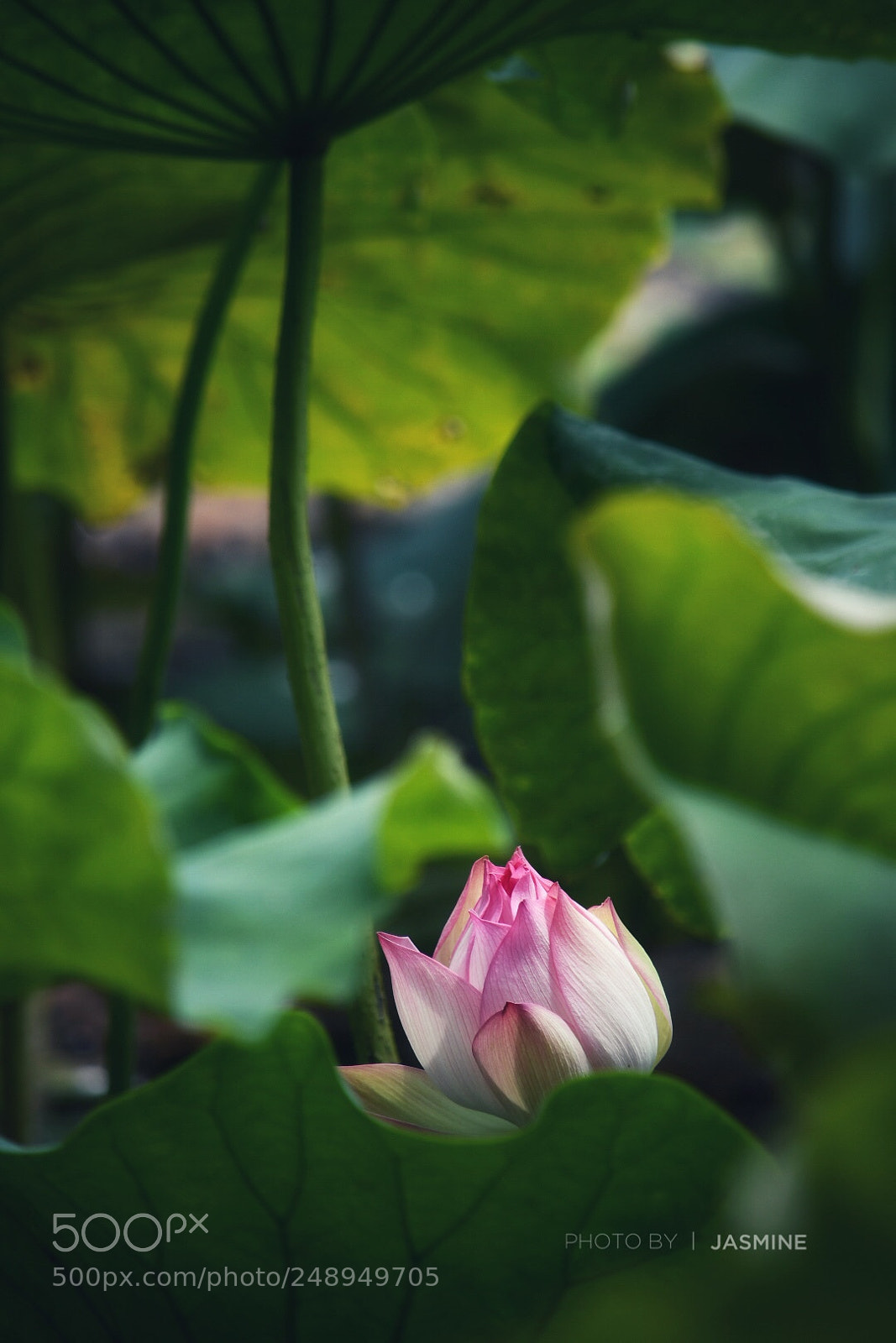Nikon D7500 sample photo. 含苞待放 lotus in bud photography
