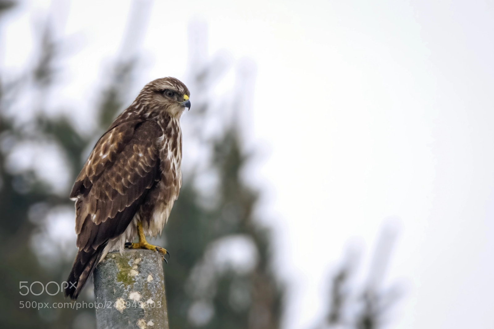 Nikon D7200 sample photo. Common buzzard photography