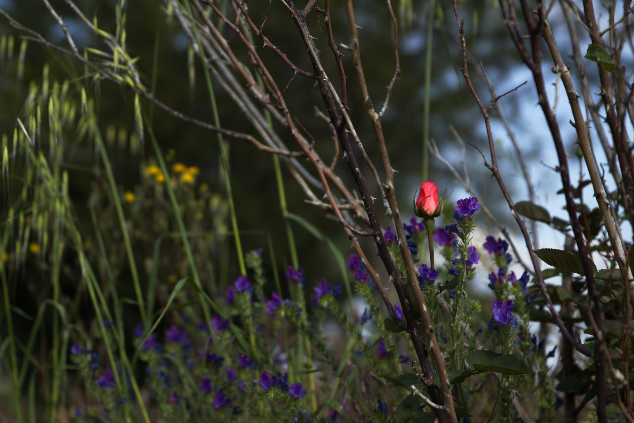 Canon EF 24-70mm F2.8L II USM sample photo. Flor y espinas. photography