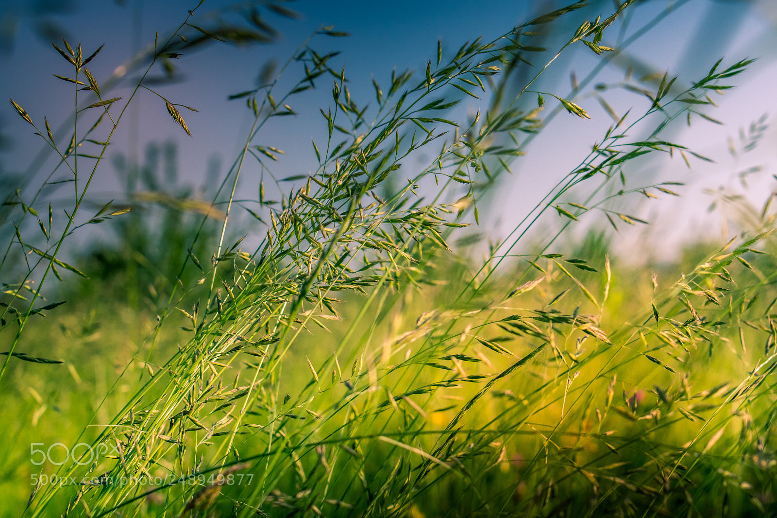 Nikon D3300 sample photo. Ears of wheat photography